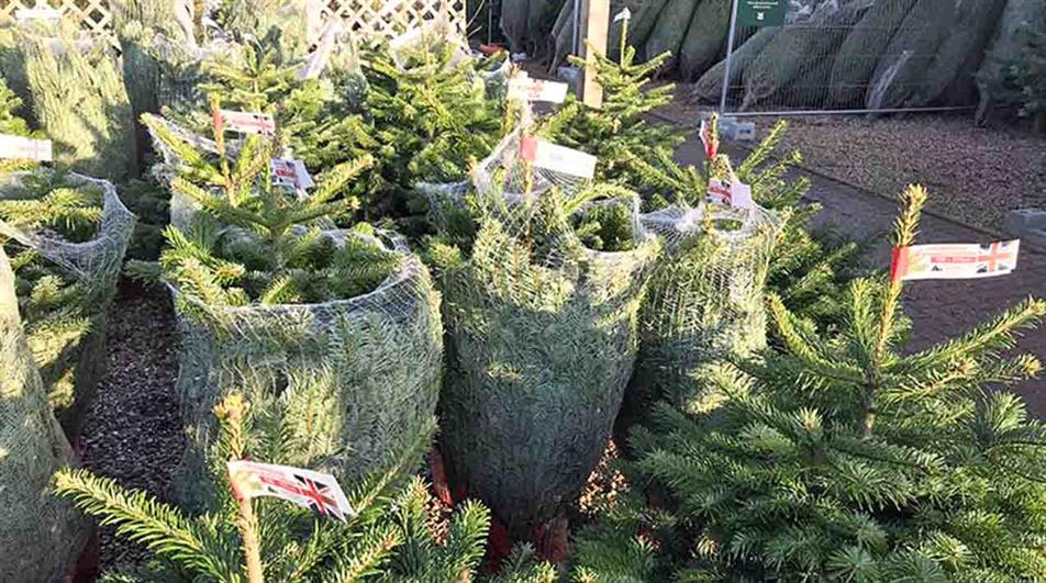 Christmas trees
